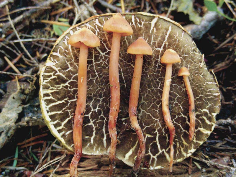 Phaeocollybia radicata